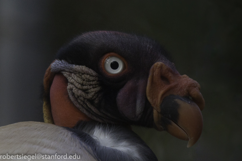 king vulture